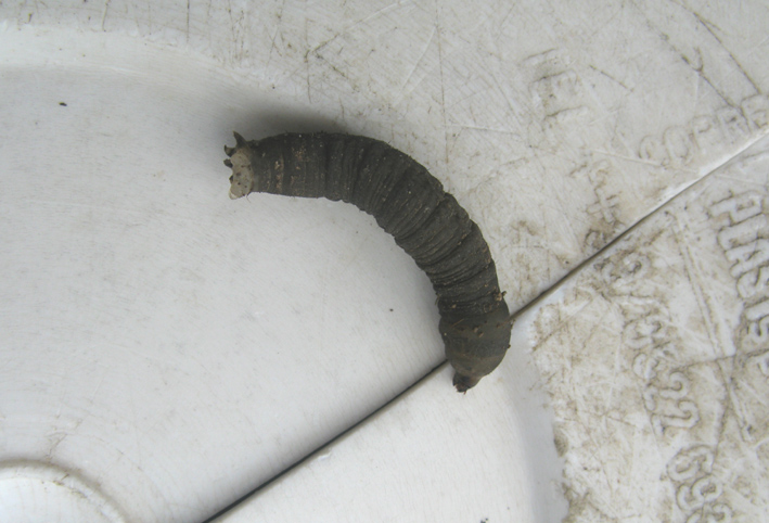 larva da identificare - Tipulidae